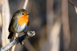 Jólfésült begyike :) 