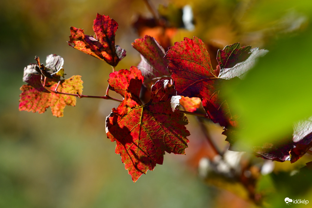 Őszi szőlőlevelek