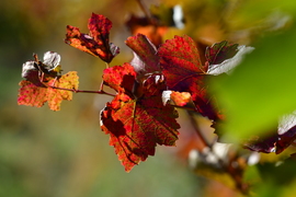 Őszi szőlőlevelek