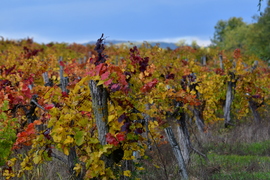Sokszínű ősz a szőlőhegyen 