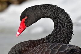 Fekete hattyú portré 