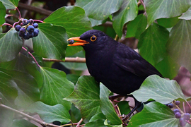 Borostyánon bogyózó feketerigó 