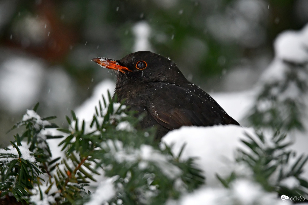 Havazáson csodálkozó feketerigó 