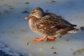 Jeges (tőkés) réce :)