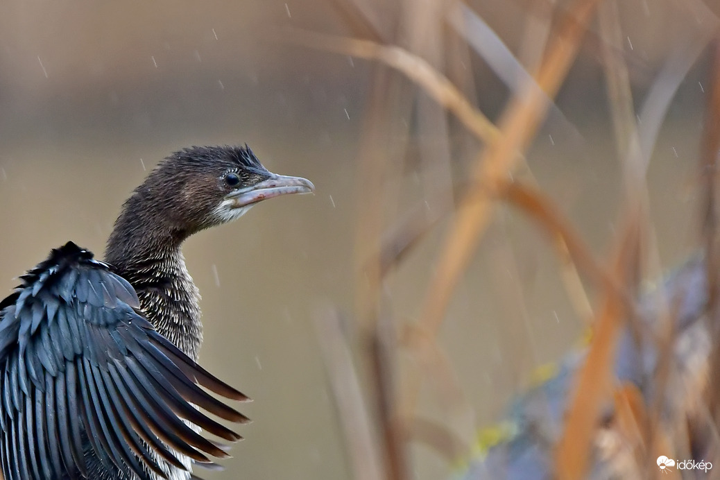 Esőben...- Kis kárókatona portré