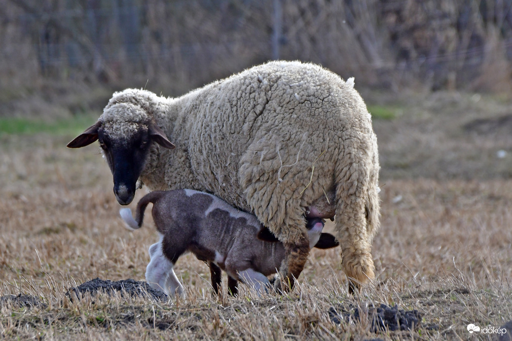 Születnek a kisbárányok... :)