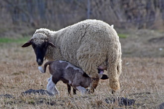 Születnek a kisbárányok... :)