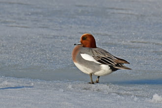 Fütyülő réce a befagyott Velencei-tavon 