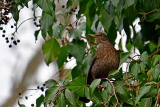 Rigó a borostyánon 