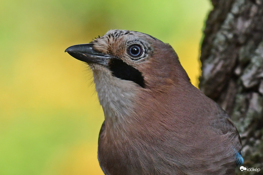 Szajkó igazolványképe :)