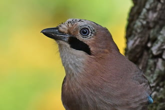 Szajkó igazolványképe :)