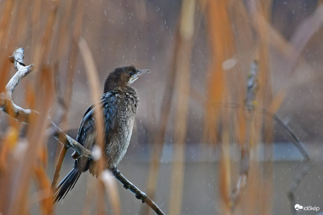 Téli mese... - Kis kárókatona a Duna parton 