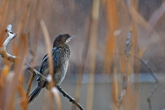 Téli mese... - Kis kárókatona a Duna parton 