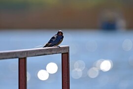 Tisza-parti pihenő... Füsti fecske, a hosszú hazaút után
