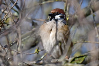 „Kikelet-figyelő”