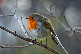 Színfolt a szürkeségben...