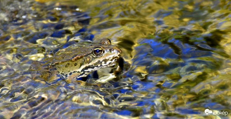 Béka Királyfi aranypalástban