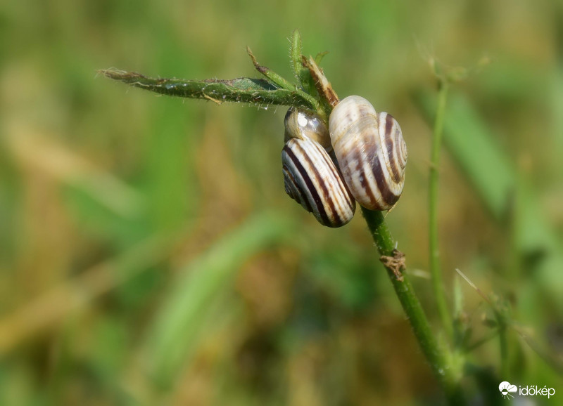Szerelem 2