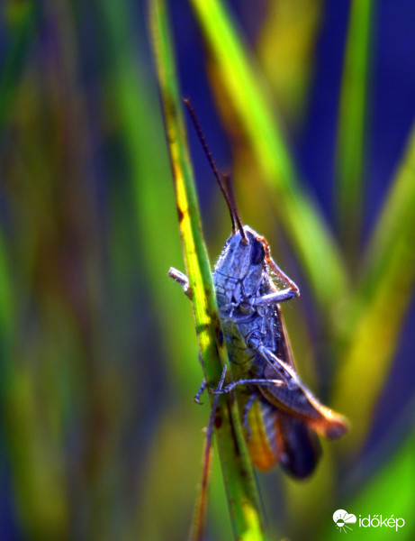vadásztam és ezt lőttem :)
