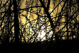 Nap a fűzfa ágai között