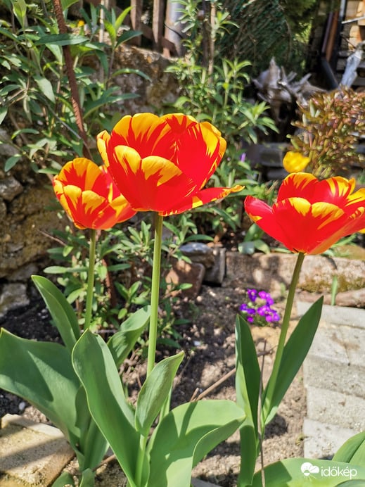 Piros és sárga csíkos tulipán