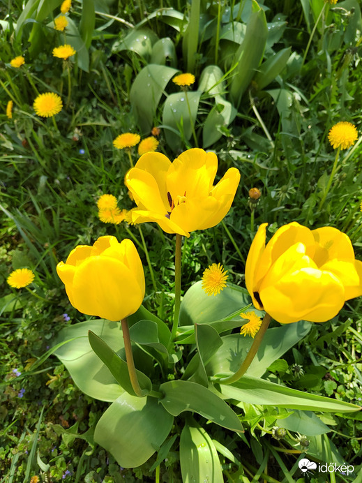 Tulipánok