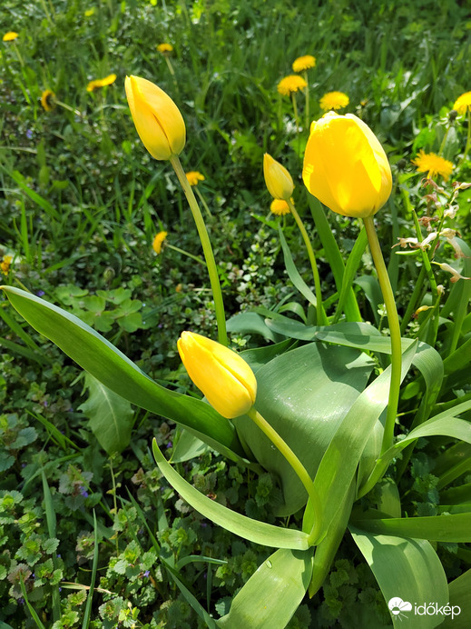 Tulipánok