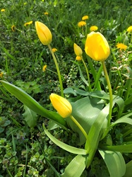 Tulipánok