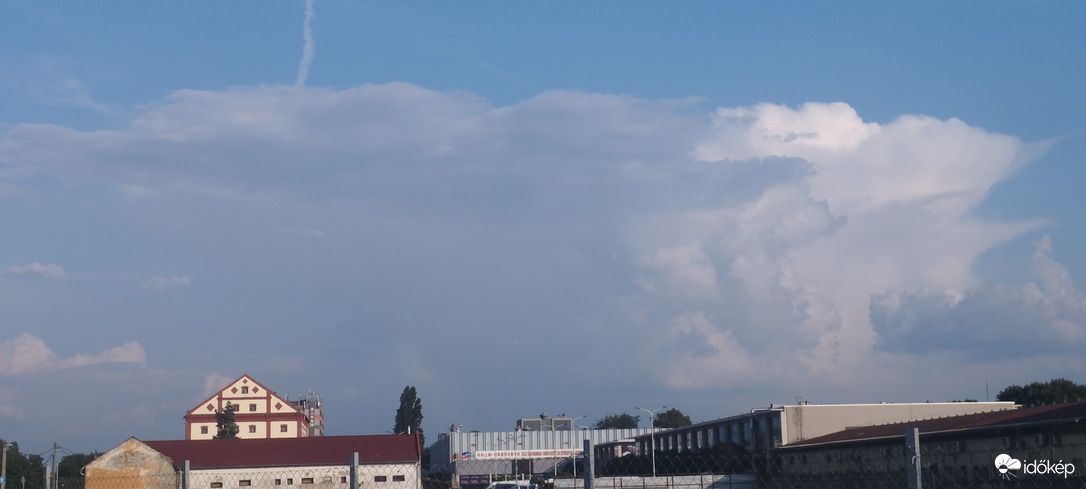 A felnőtt