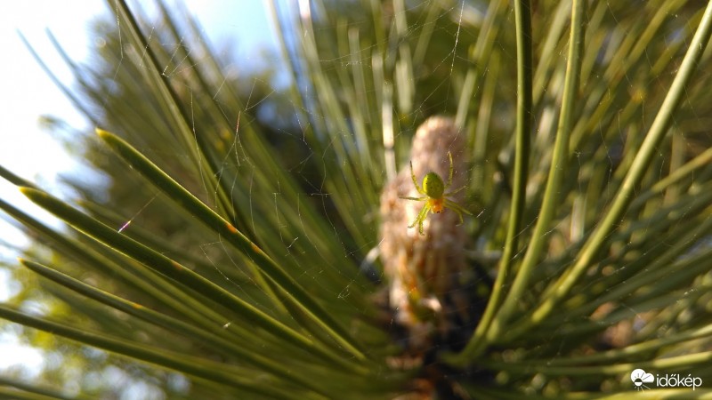 Kis zöld pók