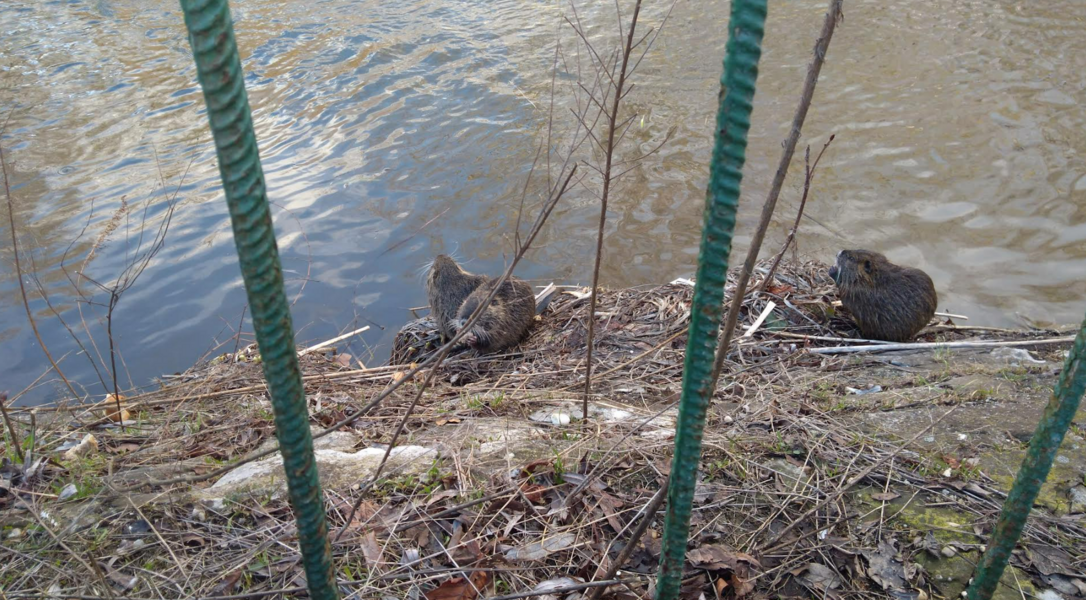 Nutria család