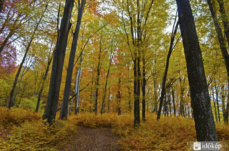 Őszi színek az erdőben