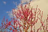 Őszibarackfa virágzása