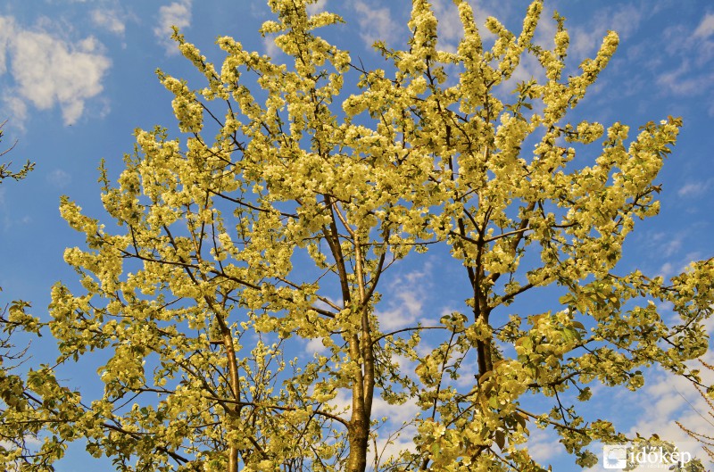 Sárga cseresznyefa virágzása