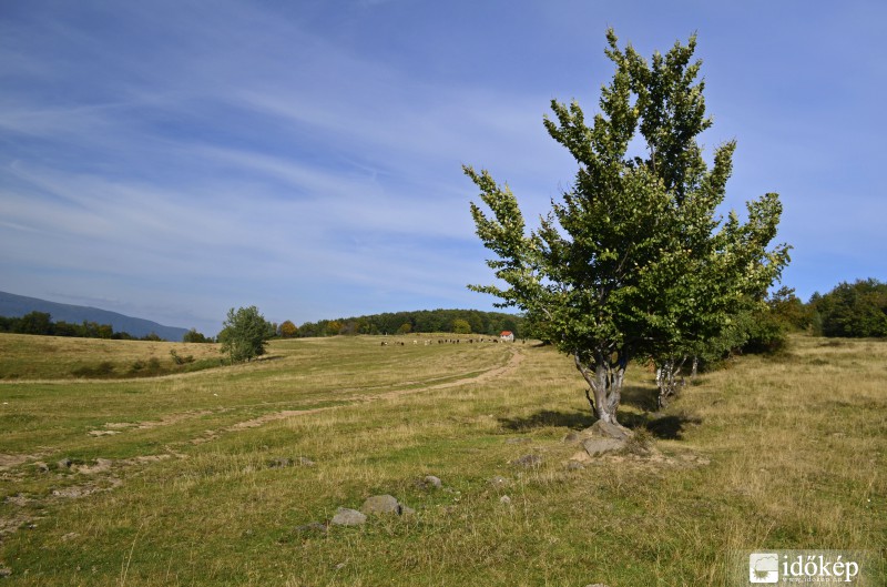 Tehenek a messzeségben