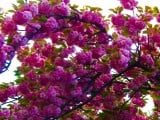 Dús virágzású sakura