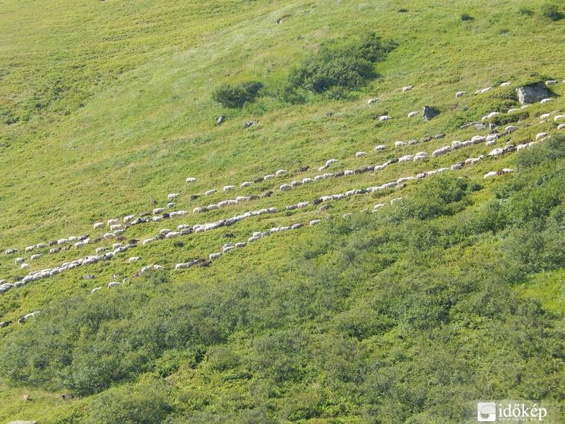 Így menetelnek a bárányok