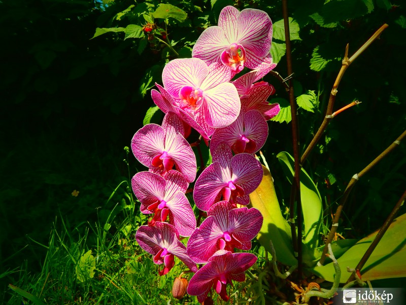 Anyukám orchideái 2.