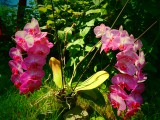 Anyukám orchideái 3.
