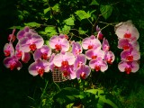 Anyukám orchideái 4.