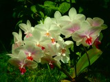 Anyukám orchideái