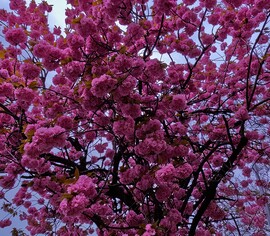 Japán cseresznye virágzás Érsekújvárban április végén