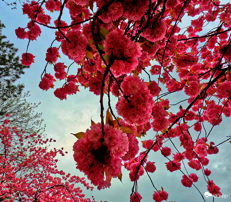 Japán cseresznye virágzás Érsekújvárban április végén