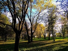 Kiserdő őszi színekben Érsekújvár Cseresznyés utca 2023 11. 5.