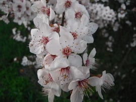 Szilvafa (fosószilva) virág makrófotó