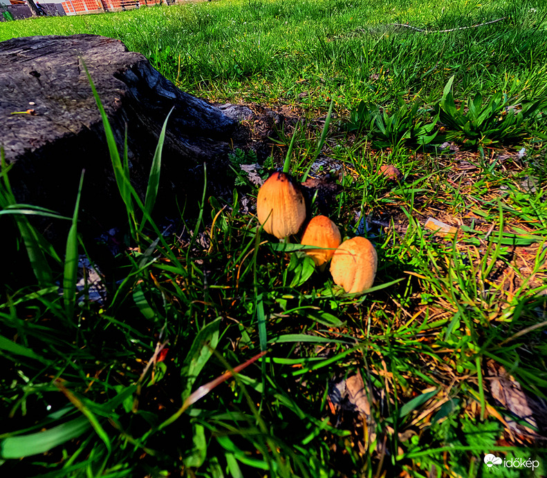 Gombák a fatörzsnél a fűben Cseresznyés utca Érsekújvár 
