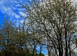 Tavaszi kiserdő Érsekújvár GoPro-val