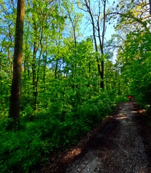 Tavaszi gyönyörű zöld Berek parkerdő Érsekújvár
