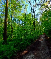 Tavaszi gyönyörű zöld Berek parkerdő Érsekújvár