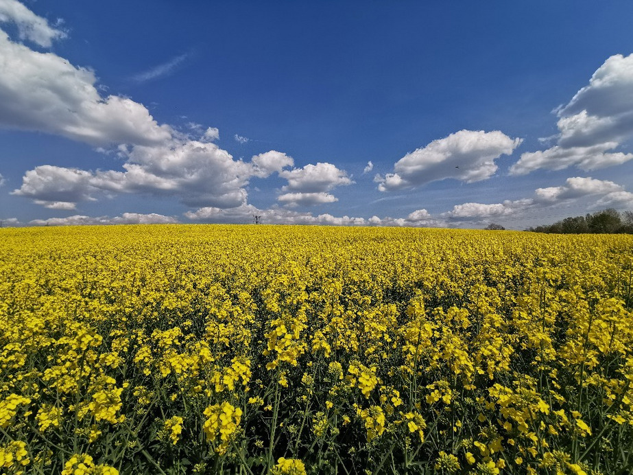 Sződliget